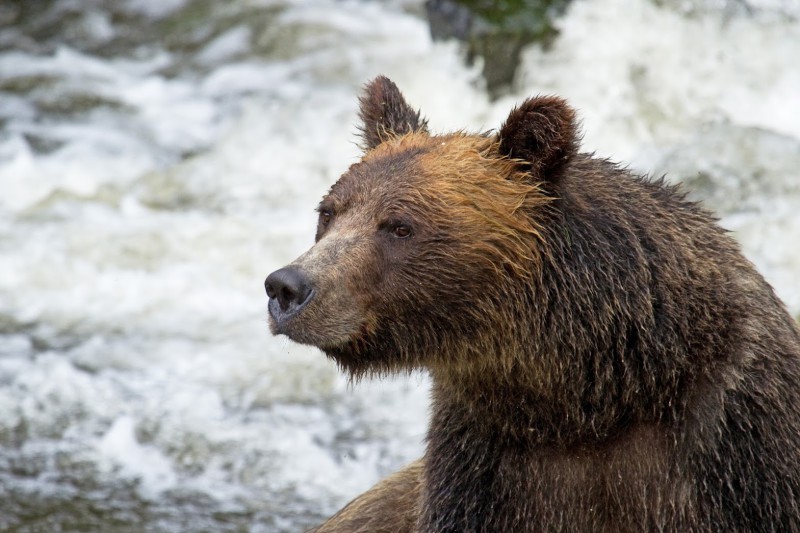 Wildlife Brothers » Grizzlies at Vancouver Island